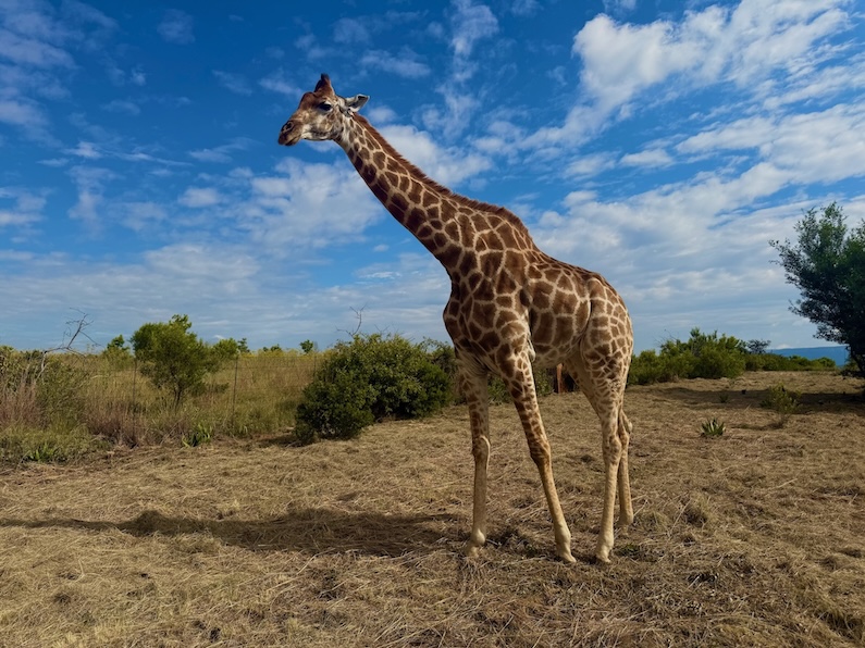 Libran Wildlife Reserve - Zenda The Giraffe